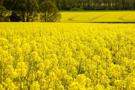 Rapeseed seeds are used to produce biofuel by the process of esterification.
