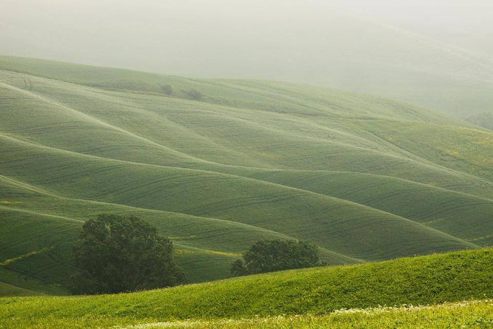 The growth of green organic matter — a potential source of energy biomass.
