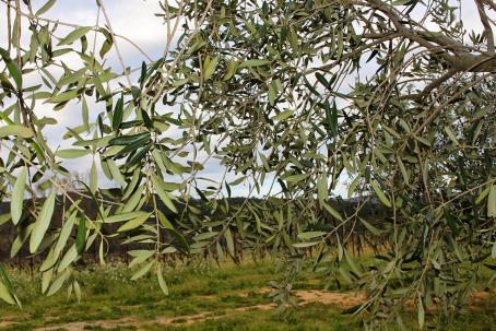 Burning biomass only releases the exact amount of CO₂, which has been captured by the plant during its growth.