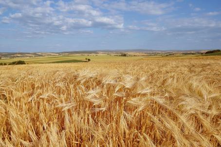 Huge fields of grain, the straw of which can be used for energy production.