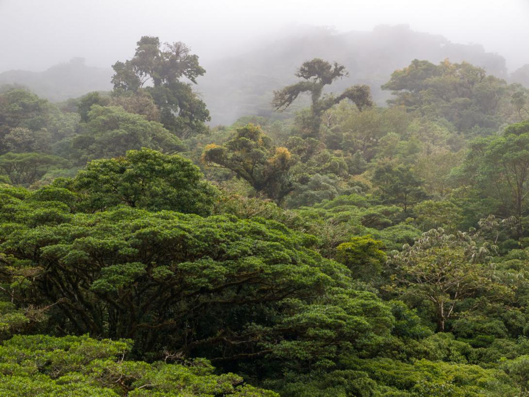 Water evaporation in a rain forest in Costa Rica.