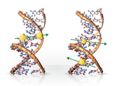 DNA damage caused by ionising radiation — one or both strands of the DNA double helix may be broken.