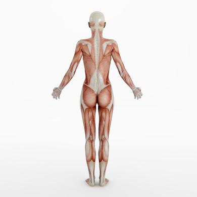 The human body naturally contains small amounts of radioactive isotopes, particularly ⁴⁰K and ¹⁴C. (Source: © Ralf Paulzen / stock.adobe.com)