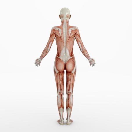 The human body naturally contains small amounts of radioactive isotopes, particularly ⁴⁰K and &sup1;⁴C. (Source: © Ralf Paulzen / stock.adobe.com)