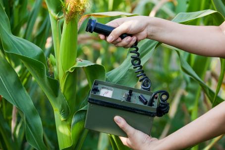 Measurement of radiation from maize plants using a Geiger-Müller detector. (Source: © Mihajlo Maricic / stock.adobe.com)
