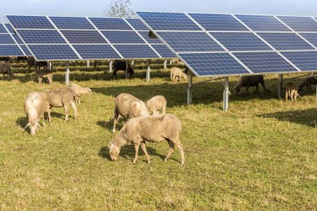 Photovoltaic power plants can be combined with sheep grazing, allowing the land to be used for both electricity generation and agriculture.