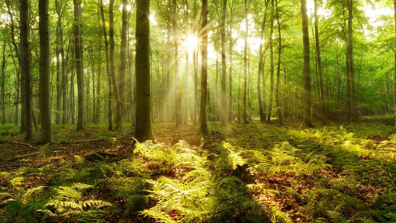 Scattering of shorter wavelengths in the atmosphere can give direct sunlight a warm, yellowish appearance.(Source: © AVTG / stock.adobe.com)