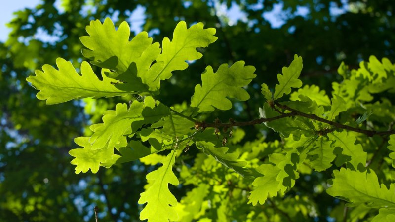 2. Light breeze: Wind felt on the face, leaves rustle, ordinary vanes moved by wind. Wind speed: 6—11 km/h, wave height: about 0.2 m. (Source: © Lidara/ stock.adobe.com)