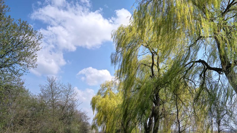 3. Gentle breeze: Leaves and small twigs in constant motion, wind extends a light flag. Wind speed: 12—19 km/h, wave height: about 0.6 m. (Source: © kootek / stock.adobe.com)